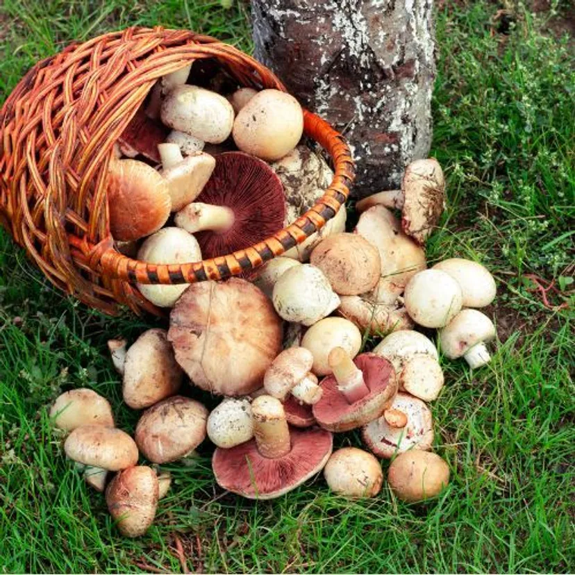 Poszedł do lasu na grzyby. Znalazł 2 giganty, co za znalezisko