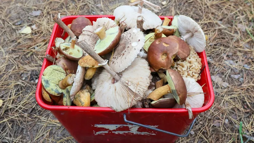 Sanepid ostrzega grzybiarzy. Nawet jadalne grzyby mogą spowodować zatrucie