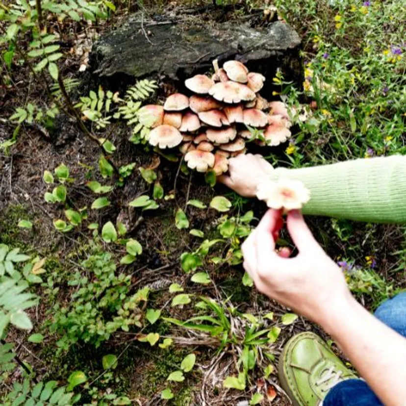 W majówkę pędź do lasu. Tu zaroiło się od grzybów: borowiki, maślaki, koźlarze