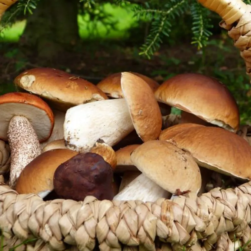W tych częściach Polski aż roi się od grzybów. Ludzie wychodzą z lasu z pełnymi koszykami