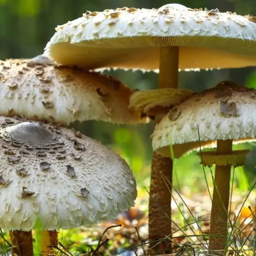 Mielę na proszek i sypię do zup i sosów. Cudownie podbija smak grzybów
