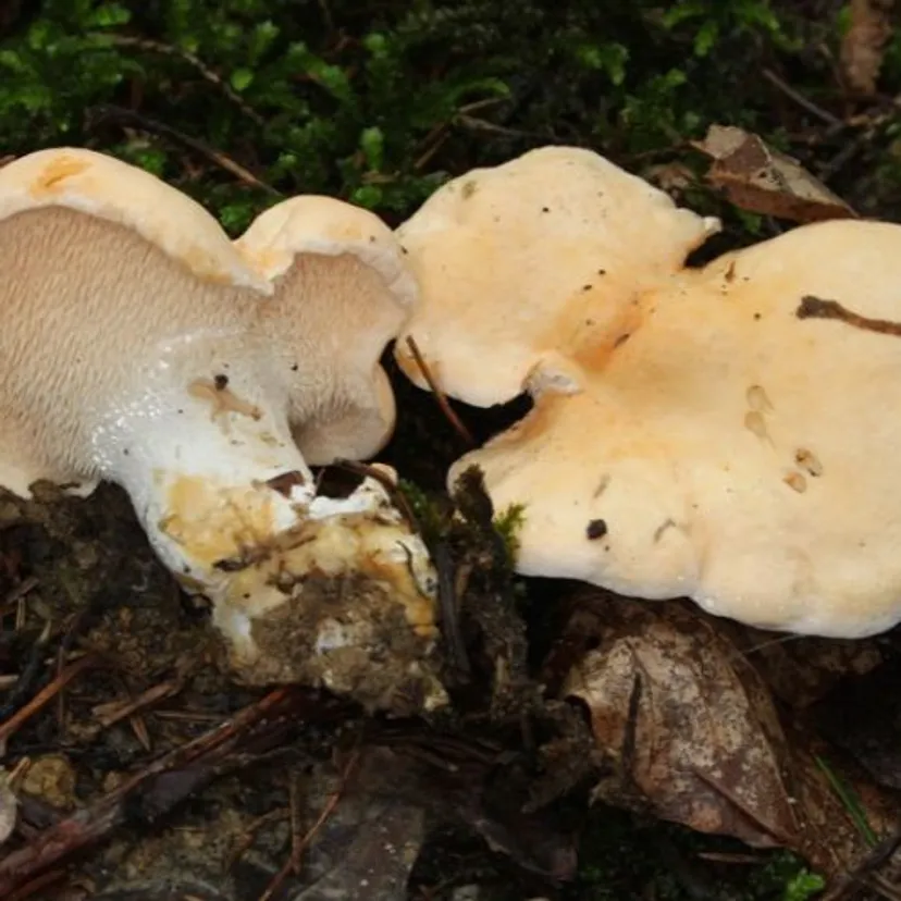 Grzybiarze go pomijają, a jest świetny do suszenia. Pod kapeluszem ma kolce