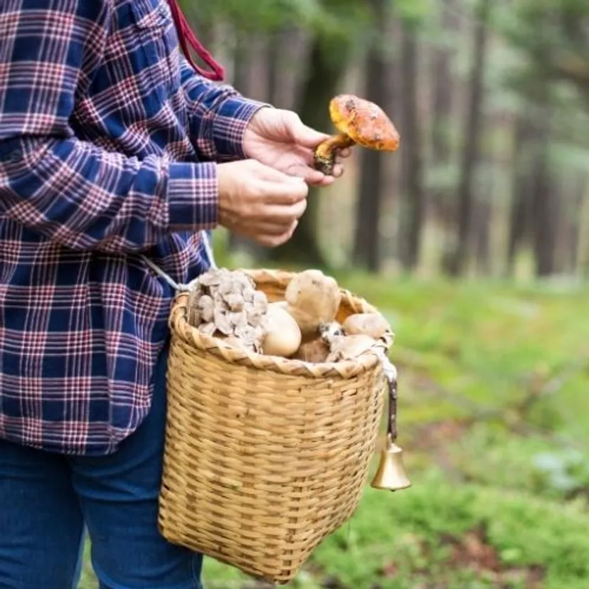 Sprzedajesz grzyby z lasu? Skarbówka stawia jeden warunek, w innym wypadku trzeba zapłacić podatek