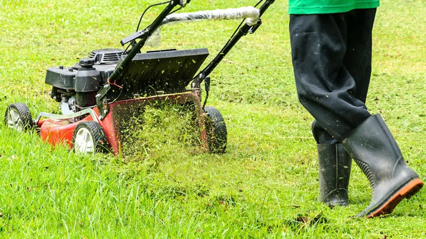 Gdzie wyrzucić skoszoną trawę? Nie popełnij tego błedu, można dostać nawet 500 zł kary
