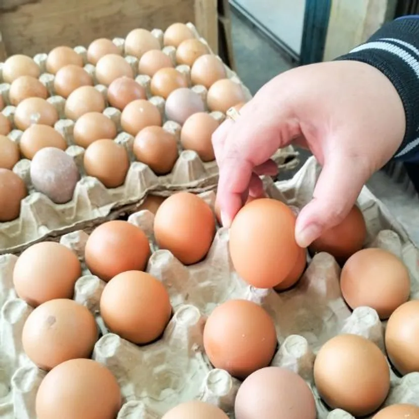 Wygórowane ceny i braki produktu w sklepach. Unia Europejska miesza w sprawie jajek