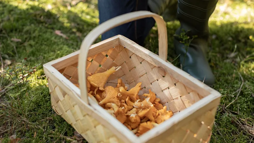 Tyle płacą za grzyby w skupie. Te gatunki opłacają się najbardziej, nawet 300 zł/kg