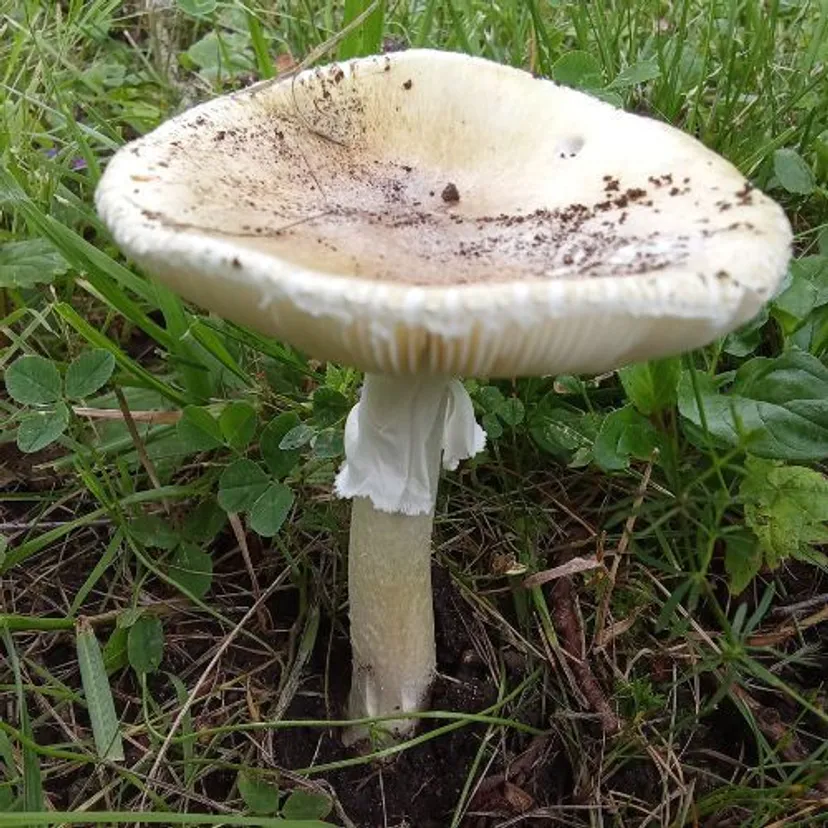 Jak odróżnić kanię od muchomora sromotnikowego? 3 najważniejsze różnice