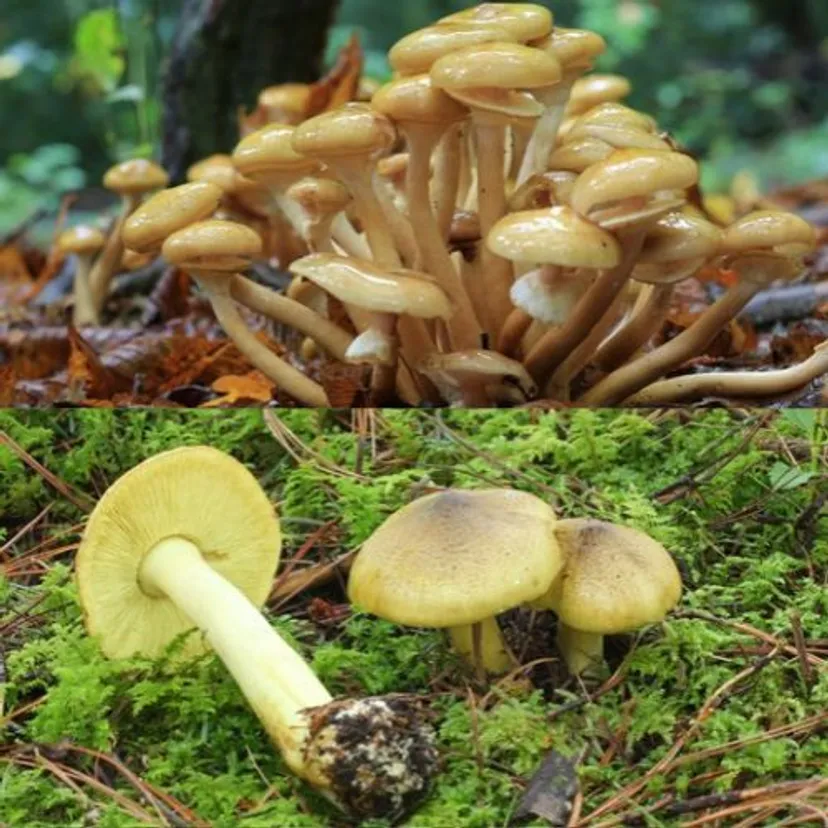 Pod koniec października szukaj ich w mchu i pod sosnami. Teraz jest ich pełno