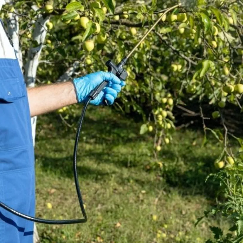 Najlepsze jesienne terminy na oprysk drzew owocowych. Dzięki temu unikną chorób
