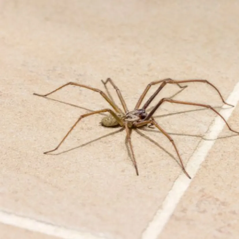 Zbierz na spacerze i połóż je na parapecie. Pająki ich nienawidzą