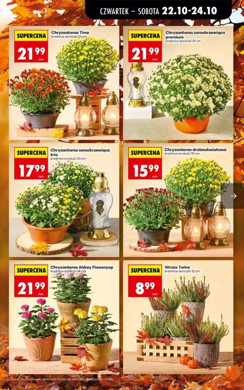 Promocje w Biedronce na Wszystkich Świętych. Chryzantemy za grosze i akcje 3+1. Czas tylko do wieczora
