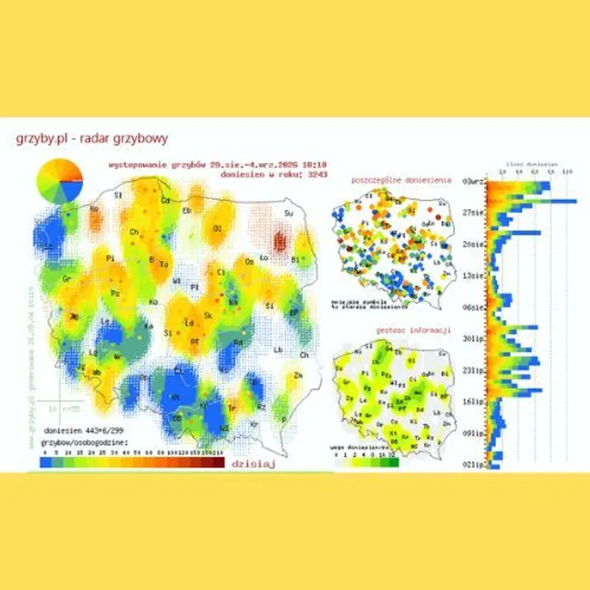 Gdzie na grzyby 2026? W tych regionach Polski jest ich najwięcej [MAPA]