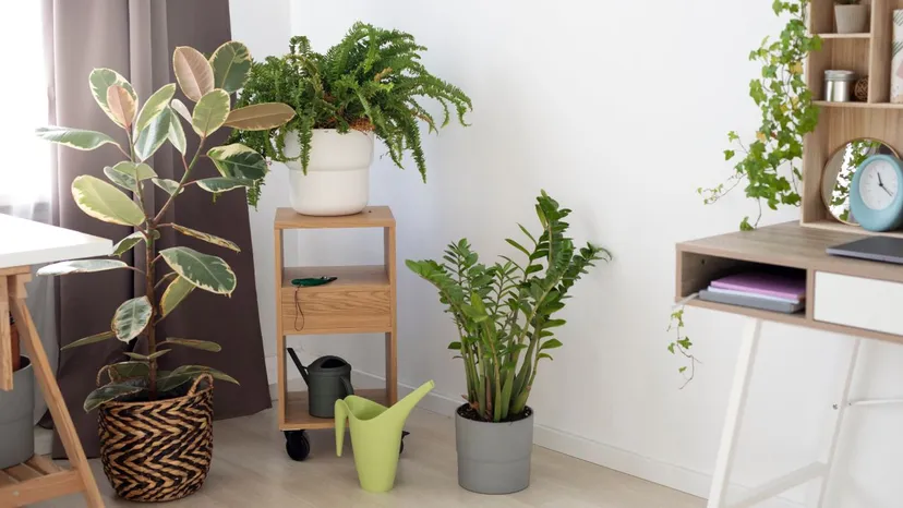 IKEA z pilnym komunikatem dla klientów. Nicienie w popularnym produkcie, sprzedaż w Polsce wstrzymana