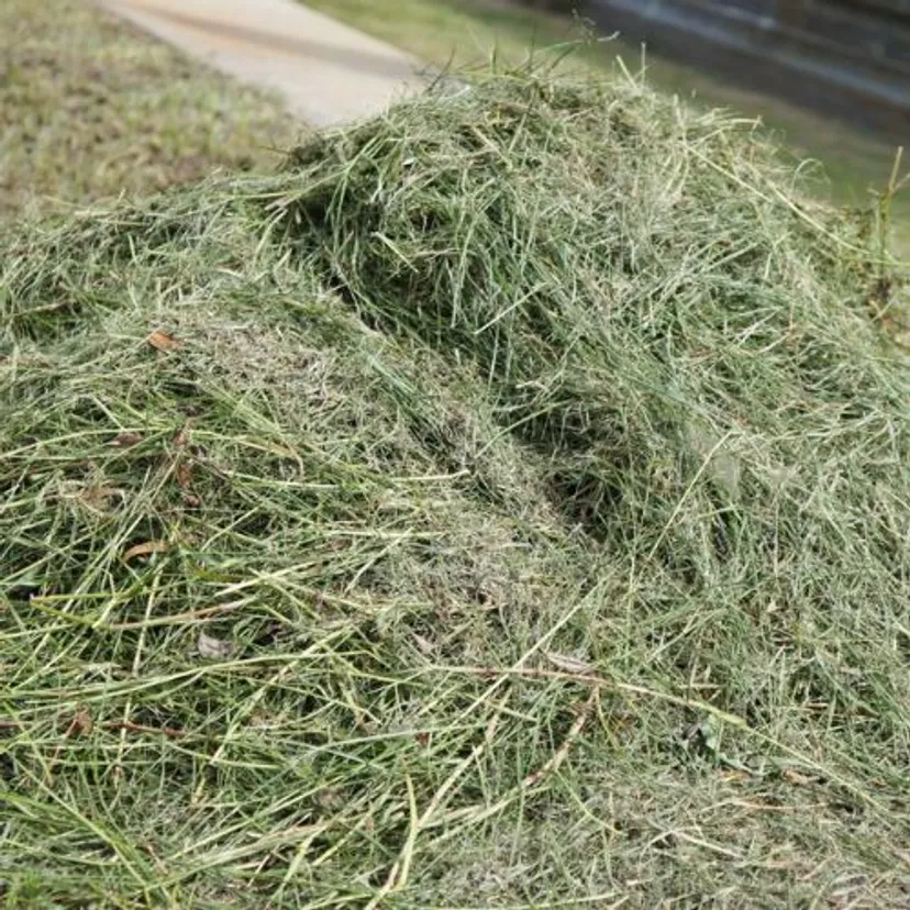 Prosty sposób na obfite zbiory ogórków. Tak latem robią doświadczeni ogrodnicy