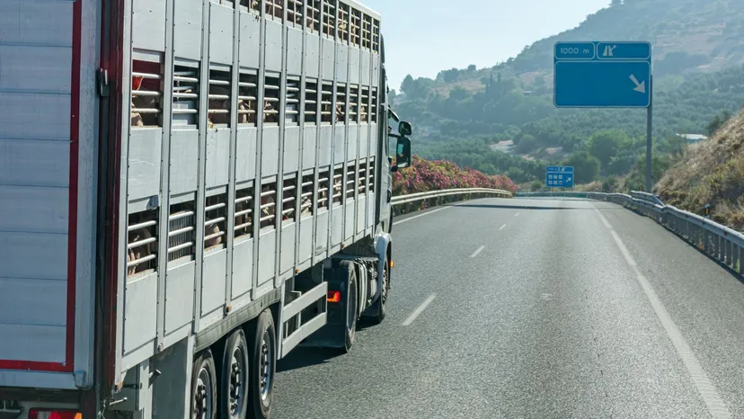 Do Europy trafia skażone mięso. Aż 80 proc. transportu z salmonellą