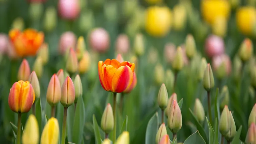 Lata temu wyjechali "na tulipany". Takie emerytury dostają Polacy, którzy pracowali w Holandii