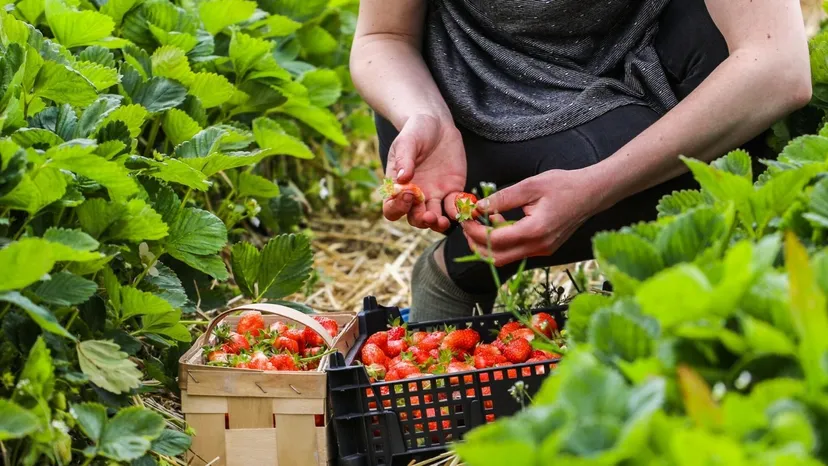 Tyle można zarobić w Niemczech na zbiorach truskawek. Polacy będą chętnie wyjeżdżać, kwota to nie żart