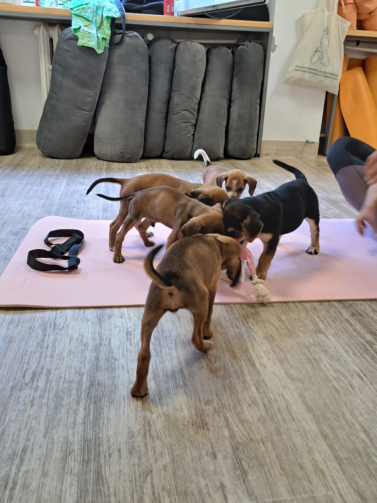 Puppy joga - cała prawda