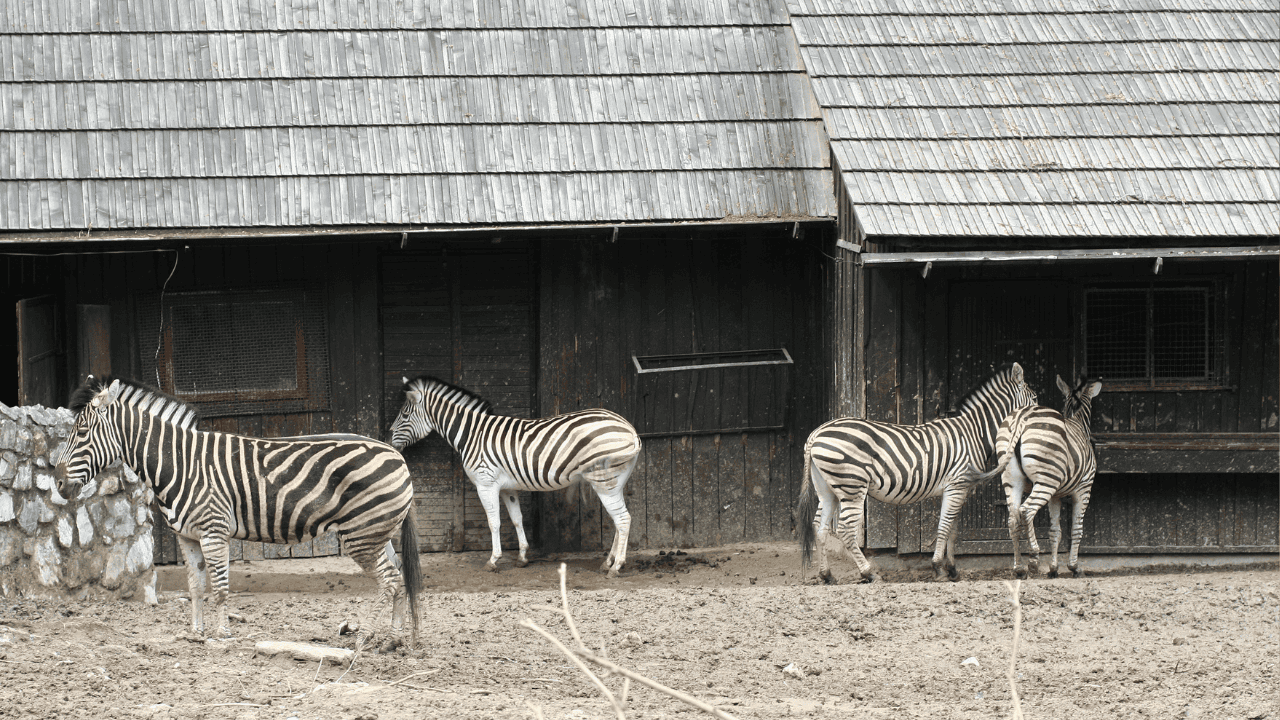 zoo