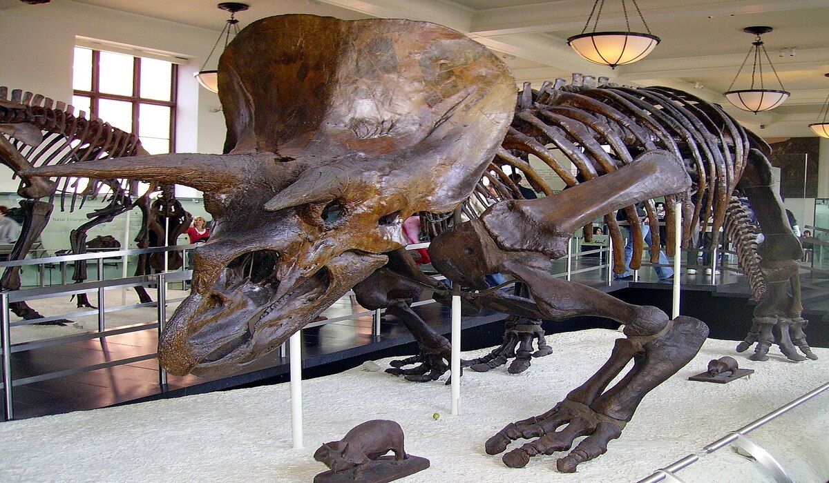 szkielet-dinozaura-muzeum
