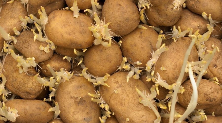 Czy można jeść ziemniaki z pędami? Nie każdy ma świadomość