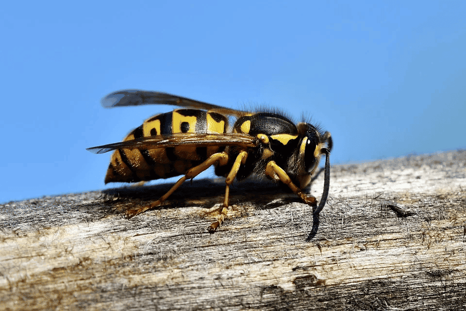 Użądlenia szerszenia, pszczoły, osy, trzmiela. Jak postępować po ukąszeniu?