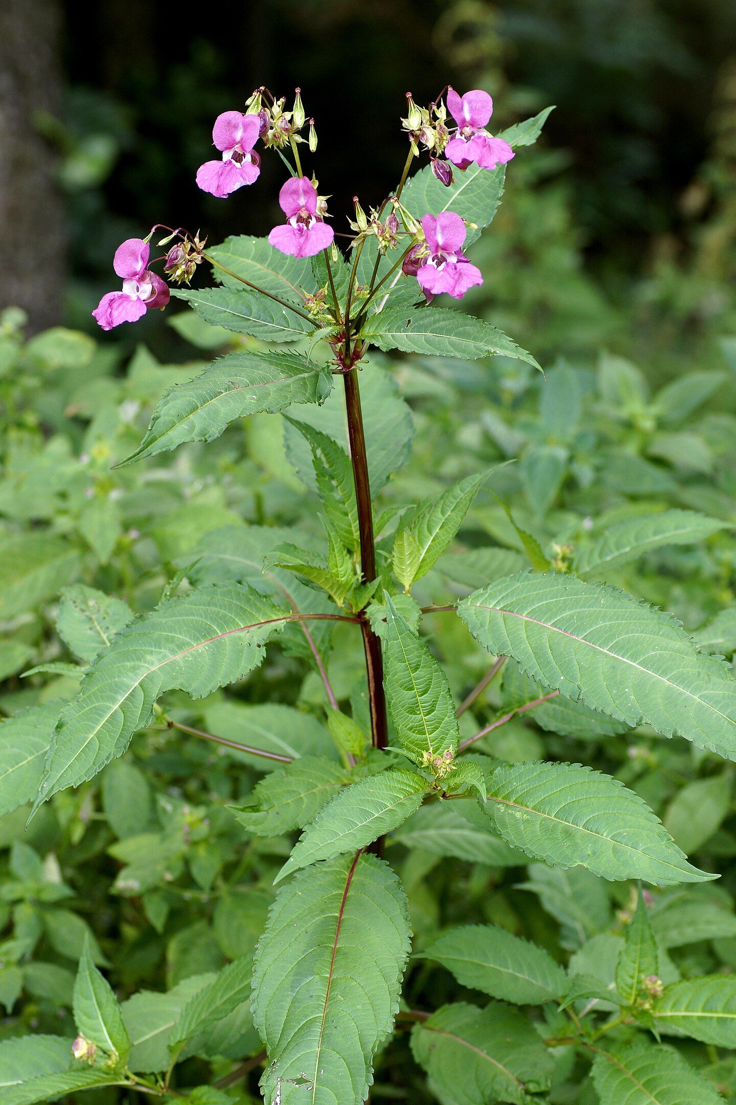 1440px-Impatiens_glandulifera_Royle_(7677059600).jpg