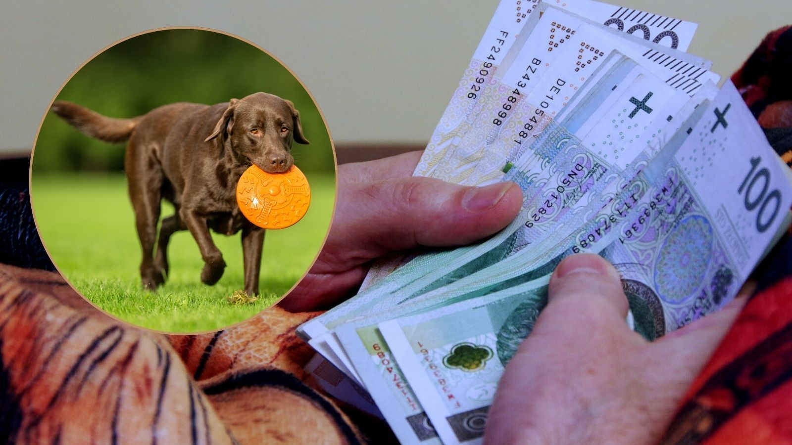 Podatek od psa w górę. Tyle zapłacą właściciele w 2026 roku
