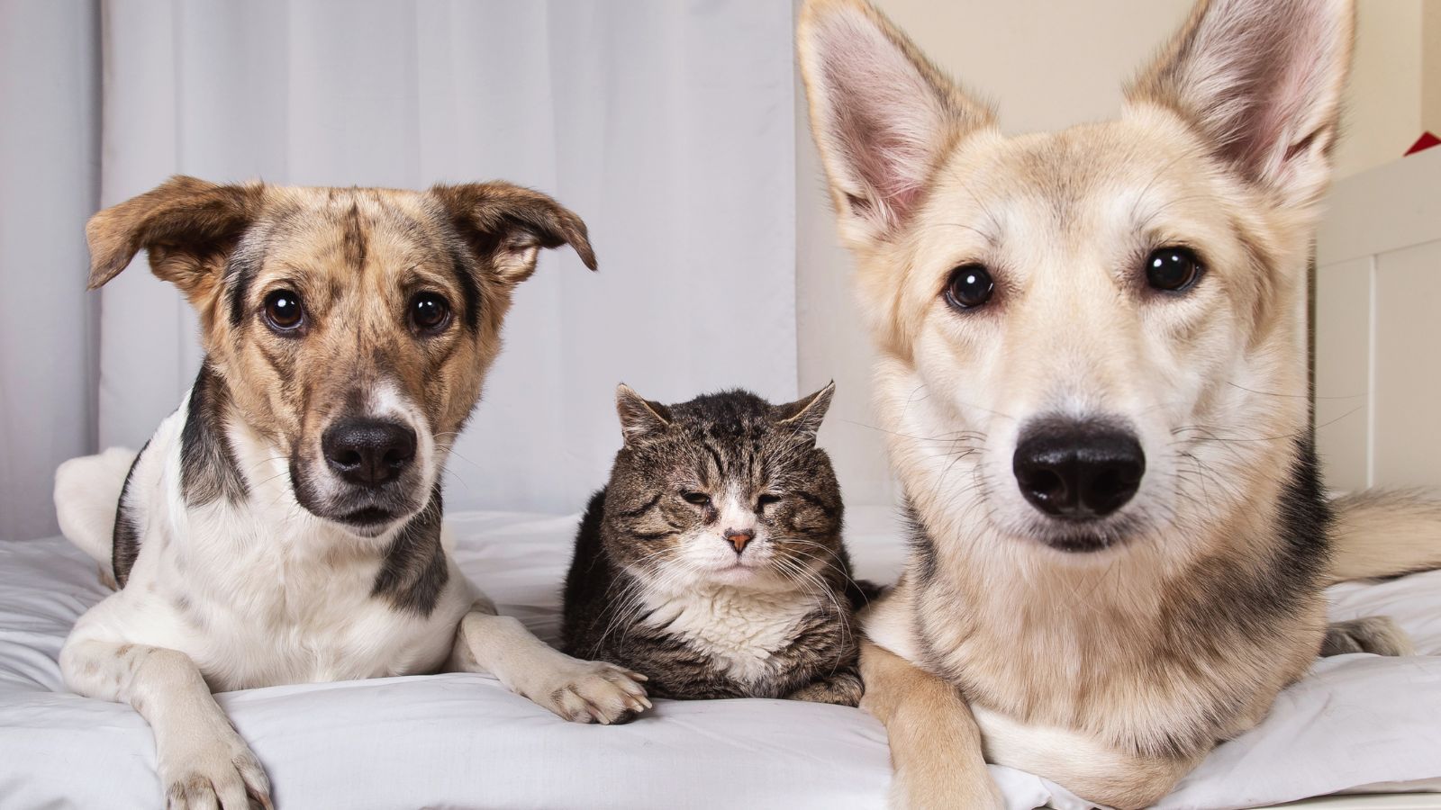 Kolejny obowiązek dla właścicieli zwierząt. Koszty spadną na opiekuna