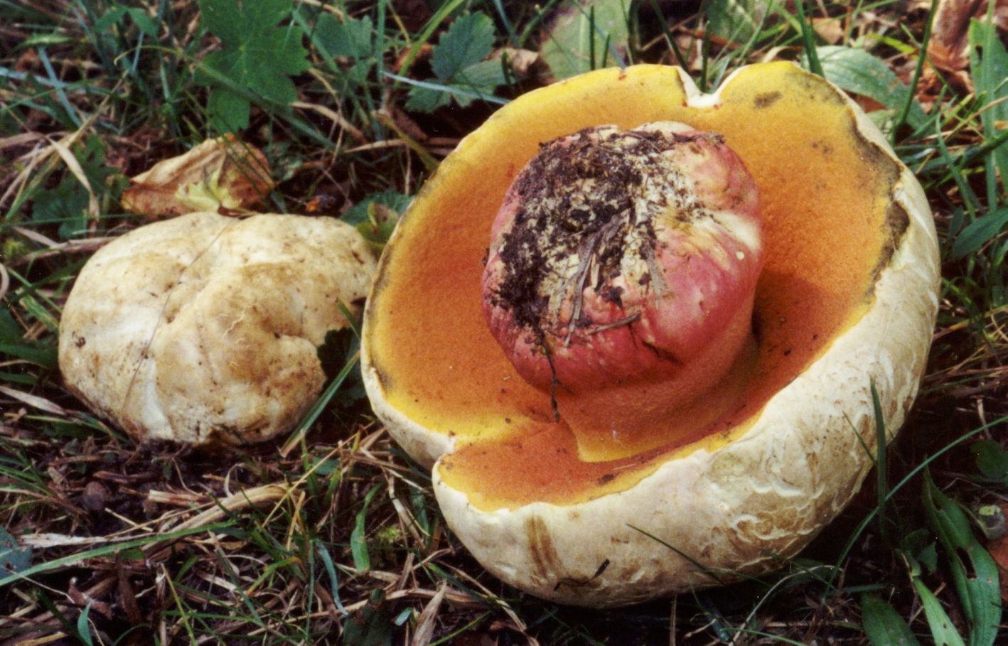 1999-09-20_Boletus_satanas_Lenz_60561.jpg
