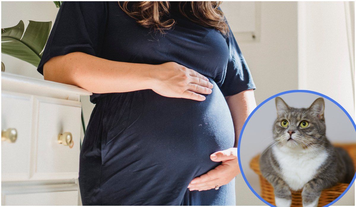 Ciąża a kot w domu