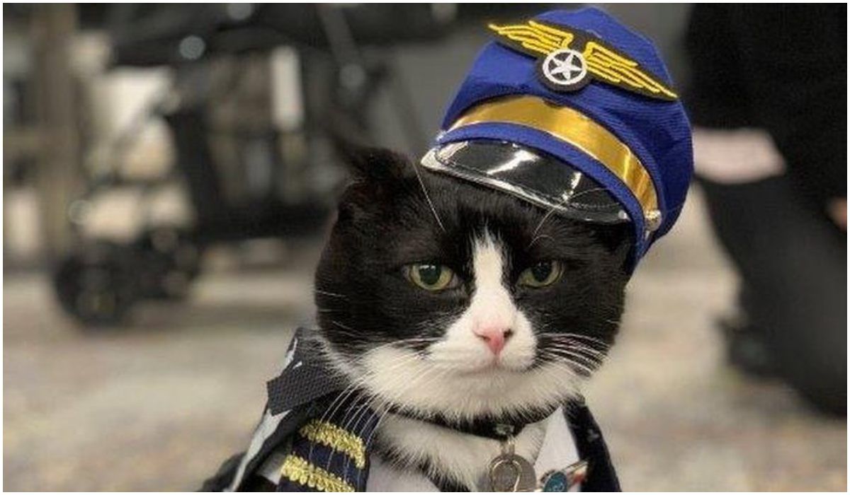 Kot w służbowym mundurku