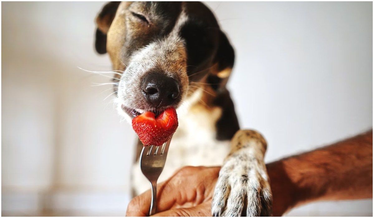 Pies jedzący truskawkę