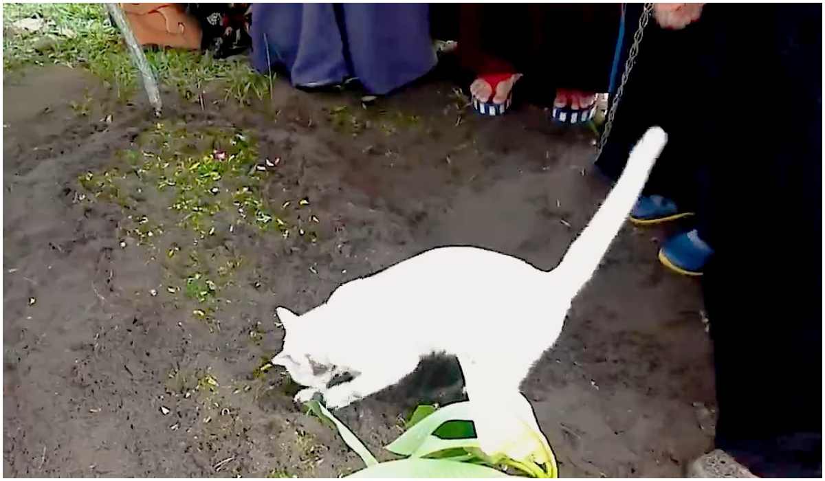 Kopiący biały kot