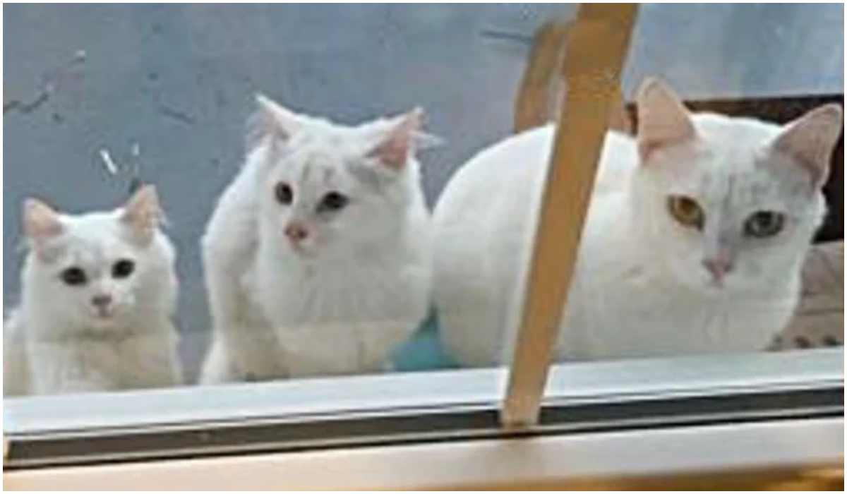 Trzy białe koty