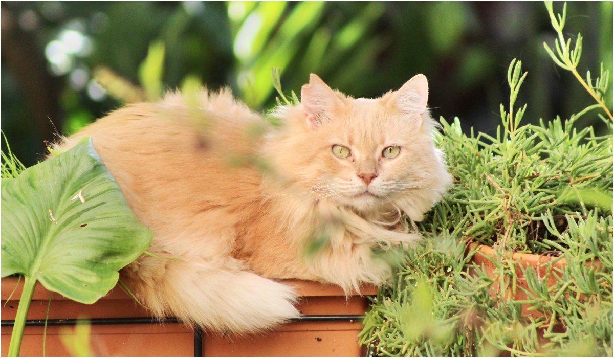 Jakie rośliny lubią koty? 