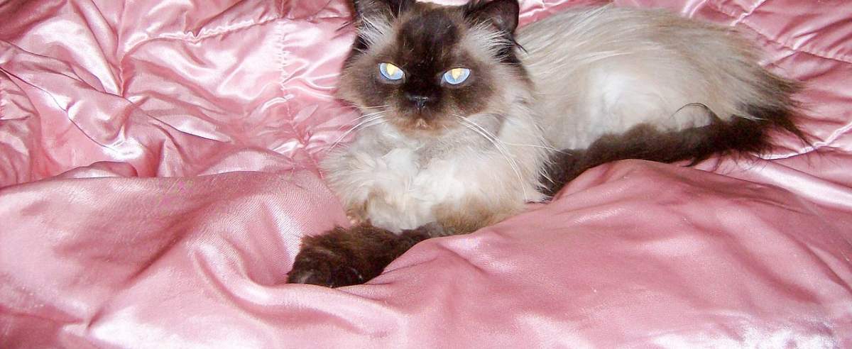 Kot himalajski – krzyżówka kota perskiego i syjamskiego
