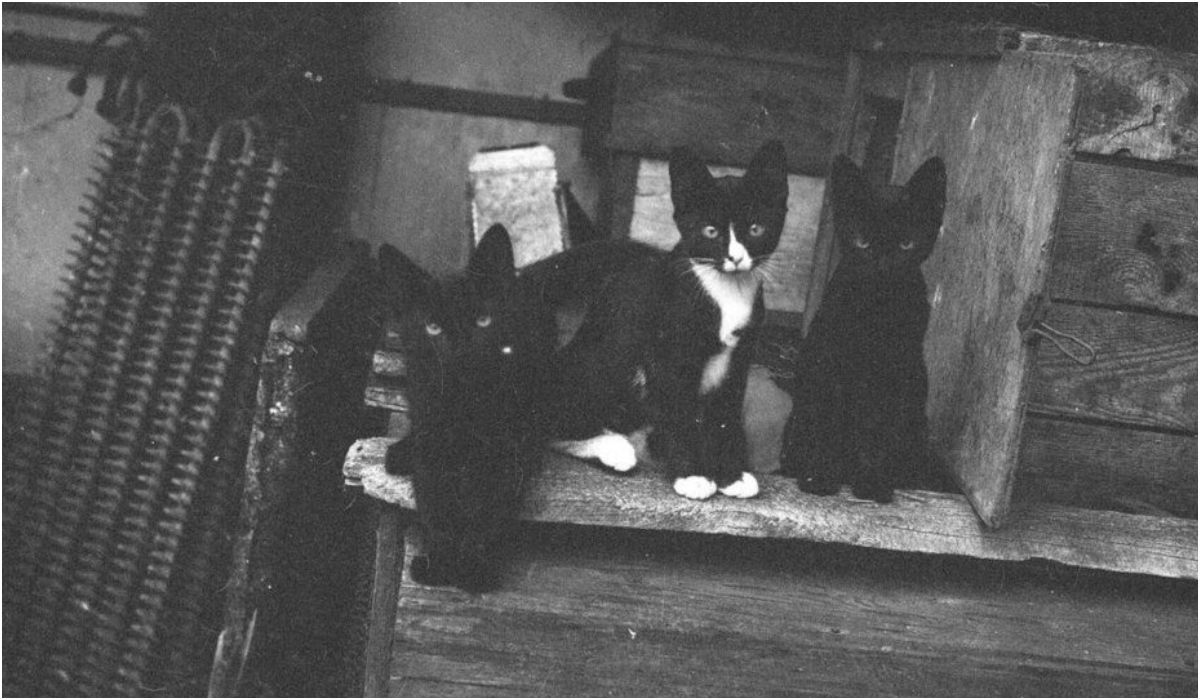 Młode koty przy drewnianej budce. Z lewej zdemontowany metalowy grzejnik,1967-1980