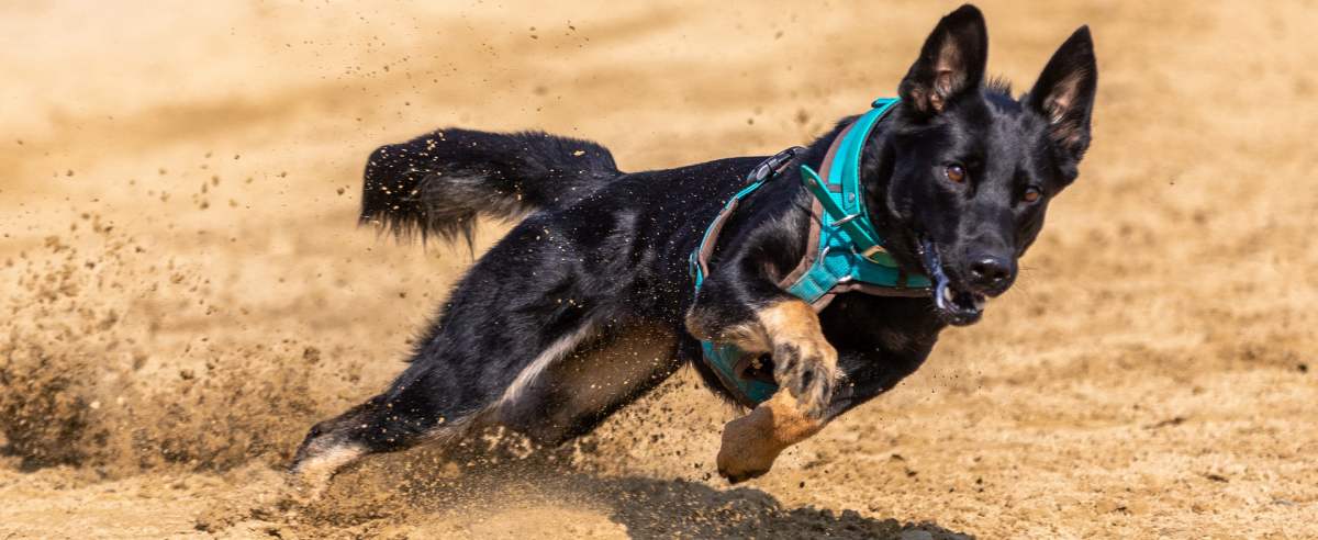 Sporty dla psów: zabawa i zdrowie