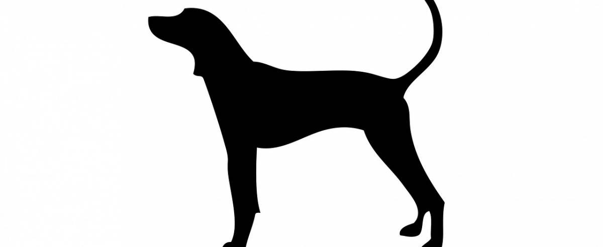 Black and tan coonhound - amerykański pies z szopem w nazwie
