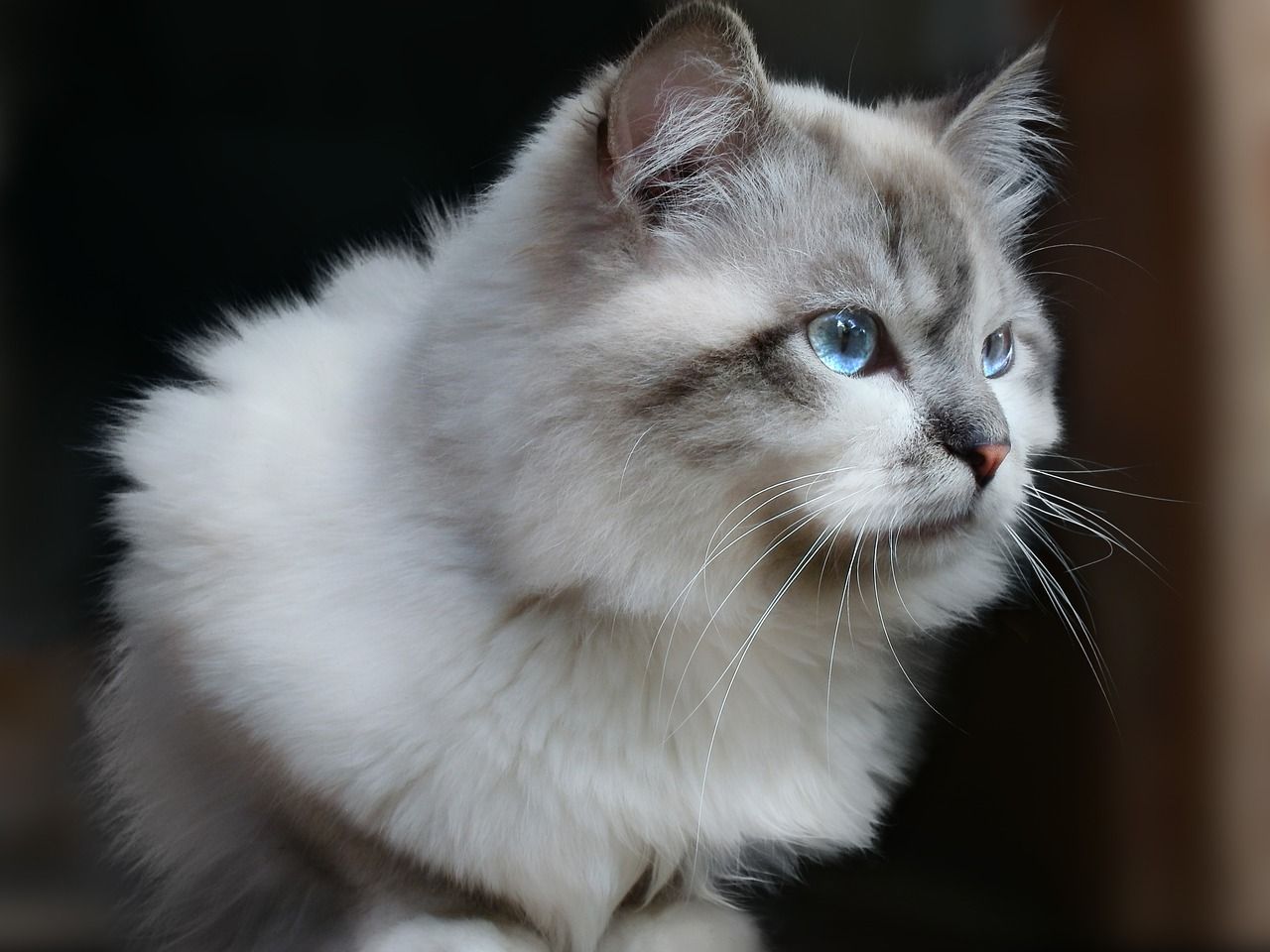 Nadczynność tarczycy u kotów – jakie są objawy i jak leczyć?