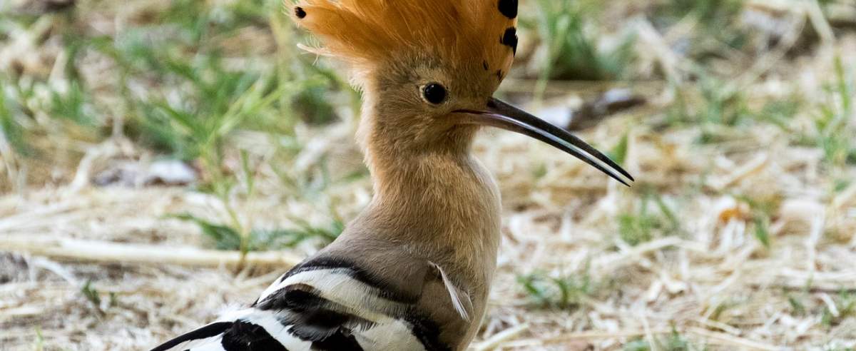 Dudek - popularny ptak o niezwykle oryginalnym wyglądzie