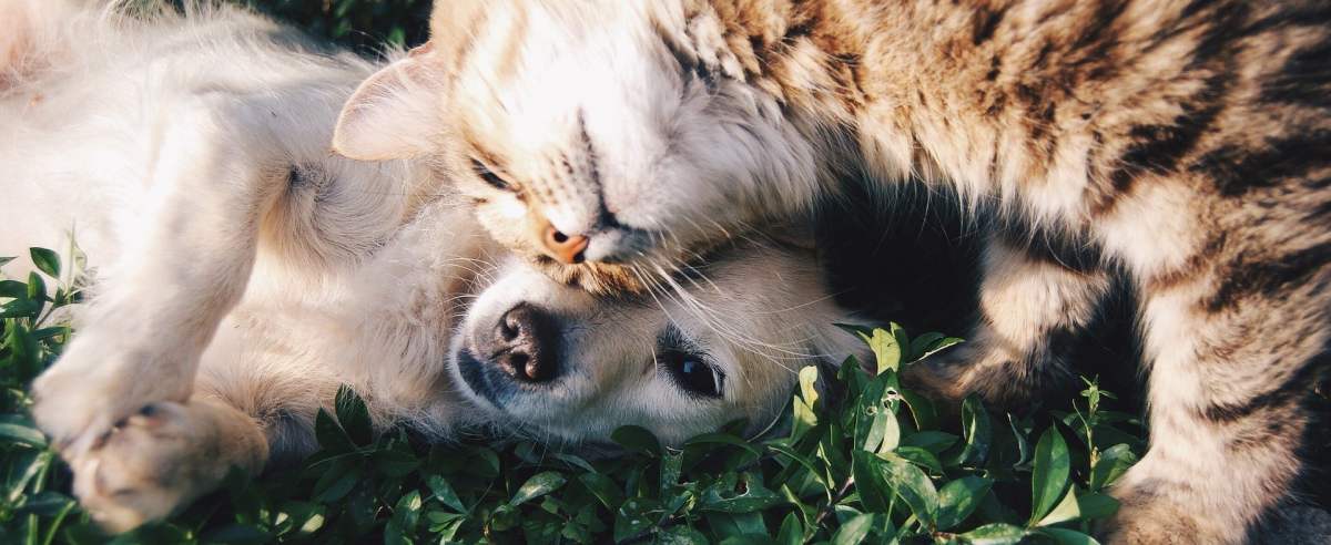 Psy i koty w jednym domu: czy zgodne życie jest możliwe?