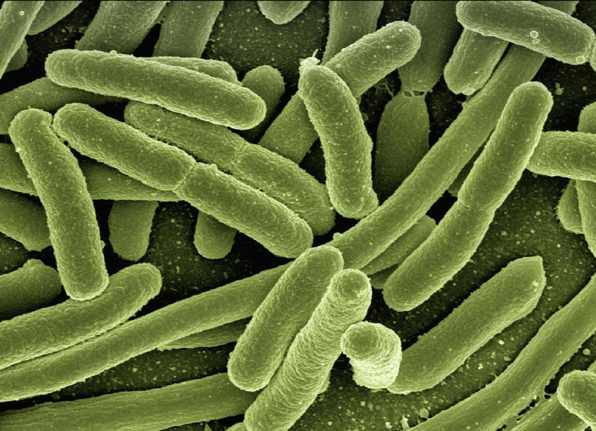 Zakażenie pałeczką okrężnicy E.coli – przyczyny, objawy, leczenie