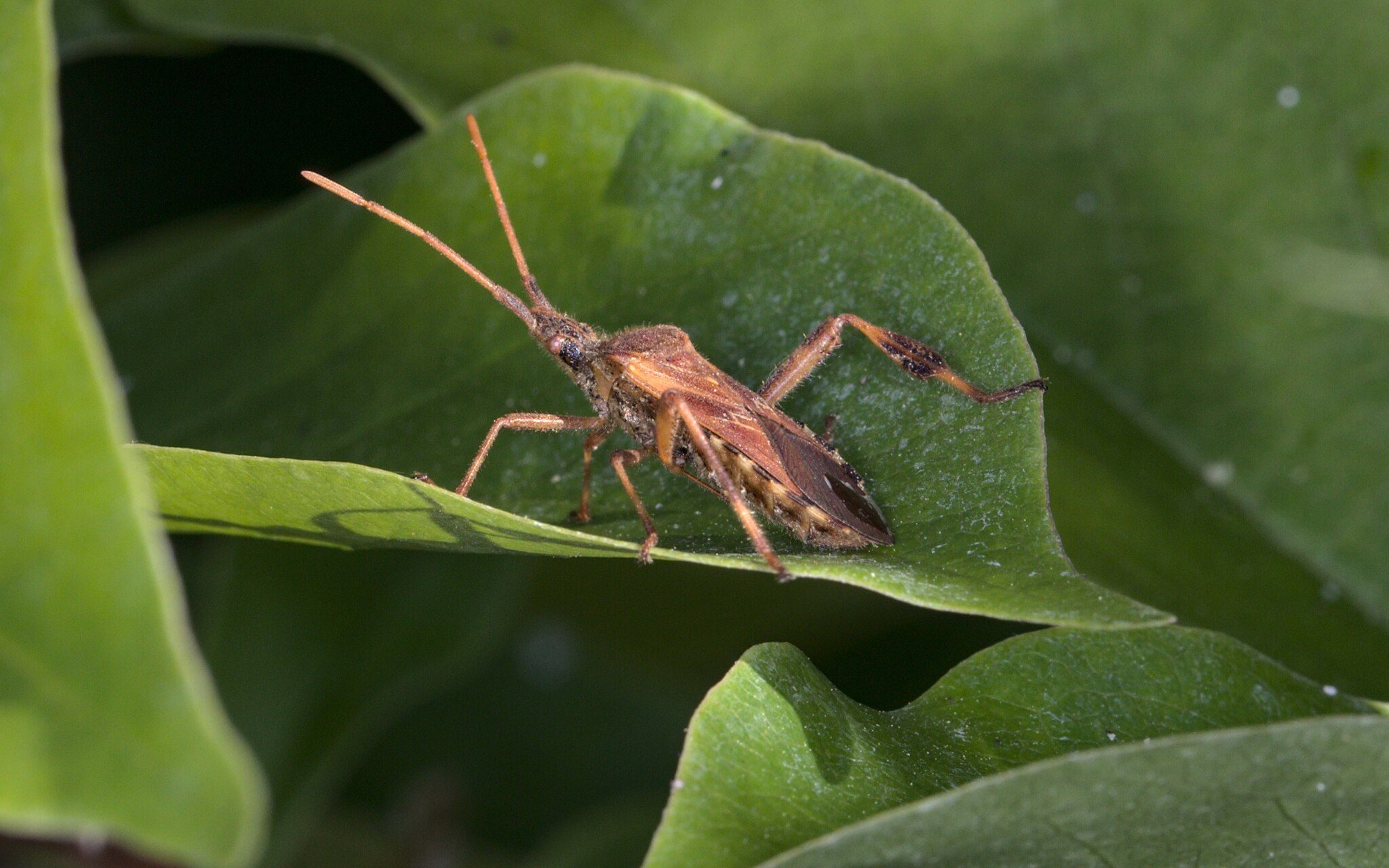 2048px-Leptoglossus_occidentalis_Schlossgarten_Schwetzingen.jpg