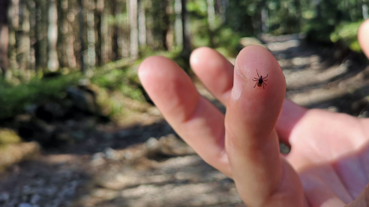 Kiedy wyjmiesz ze skóry kleszcza, zaznacz to miejsce długopisem. Lekarz ci podziękuje