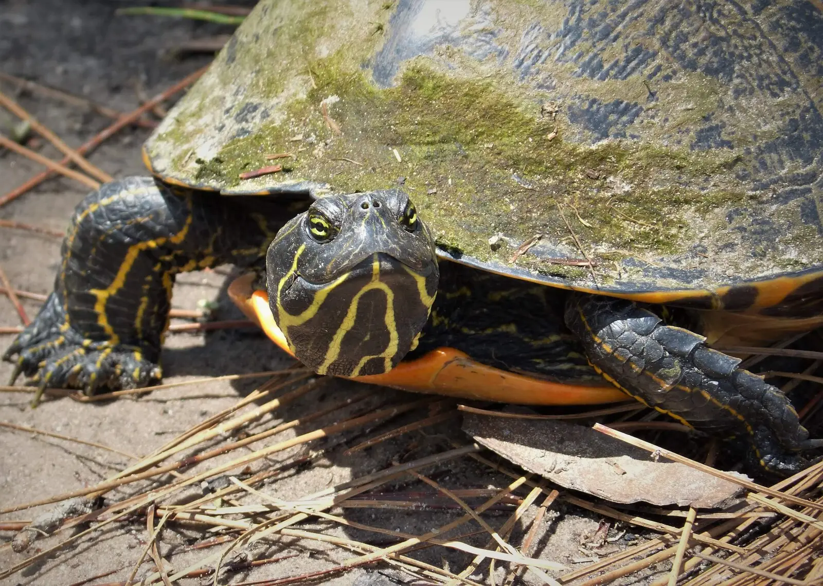 2560px-florida-cooter-28pseudemys-floridana29-3f-282456626286829.webp