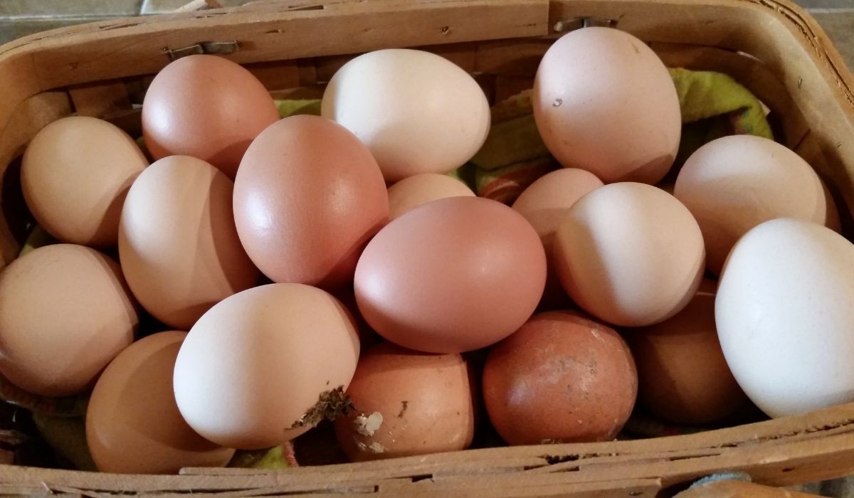 Co oznacza kolor skorupki jajka? Nie każdy ma świadomość