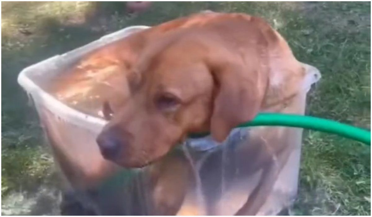 Pies w pudełku z wodą