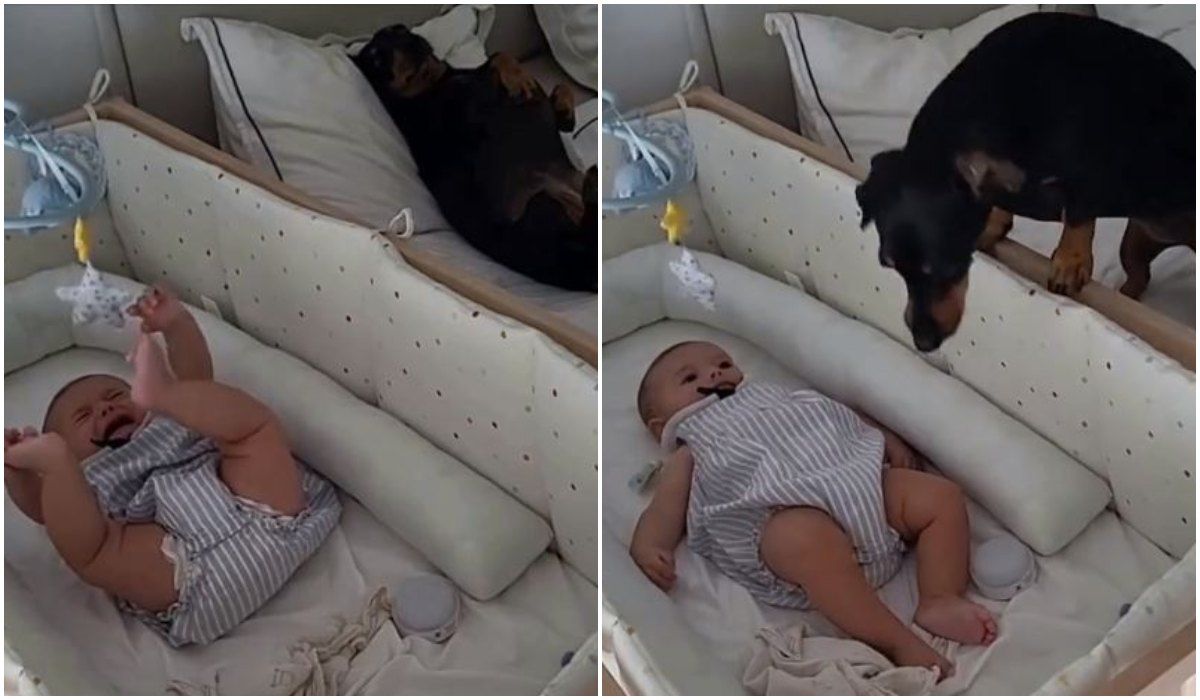 Reakcja psa na noworodka